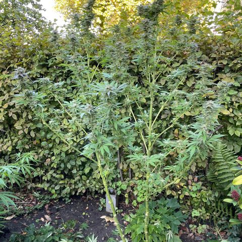 Jimmy growlog timeline photo