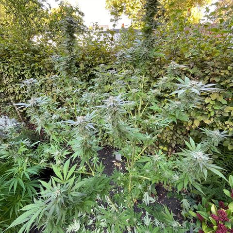 Jimmy growlog timeline photo