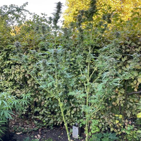 Jimmy growlog timeline photo