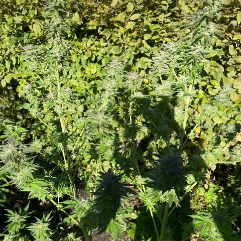 Jimmy growlog timeline photo