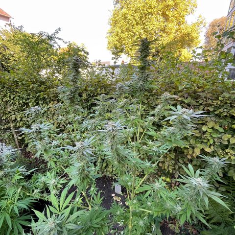 Jimmy growlog timeline photo