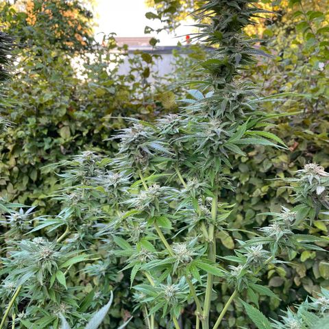 Jimmy growlog timeline photo