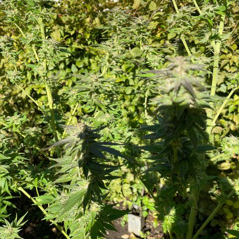 Jimmy growlog timeline photo