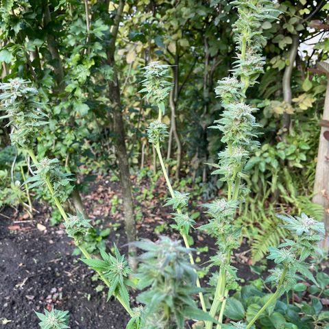 Jimmy growlog timeline photo