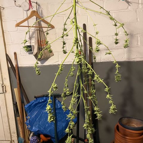 Jimmy growlog timeline photo