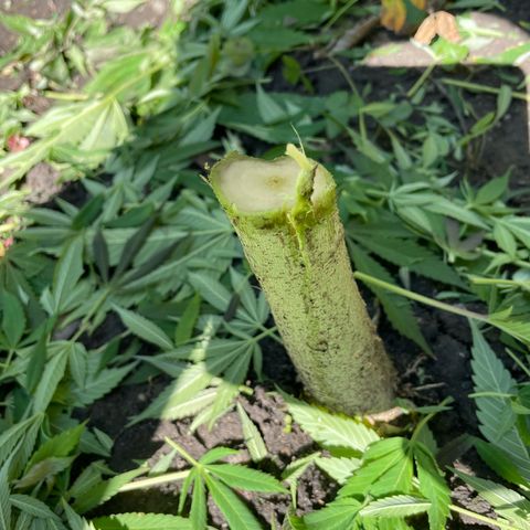 Jimmy growlog timeline photo