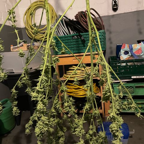 Jimmy growlog timeline photo