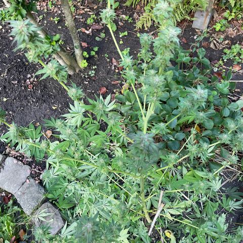 Jimmy growlog timeline photo