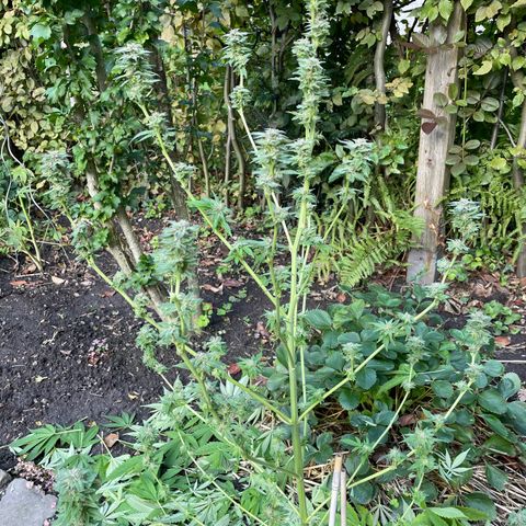 Jimmy growlog timeline photo