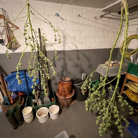 Jimmy growlog timeline photo