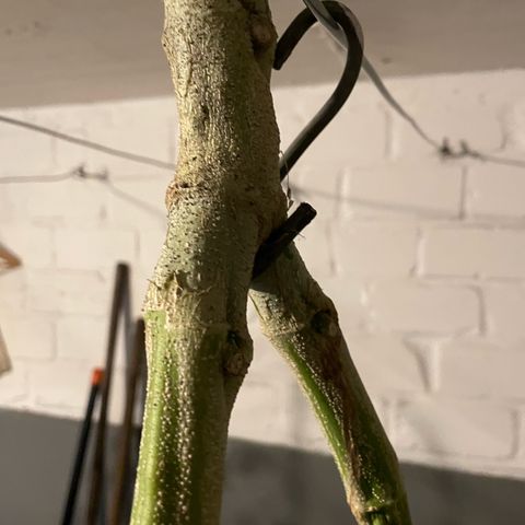 Jimmy growlog timeline photo