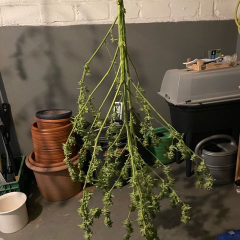 Jimmy growlog timeline photo