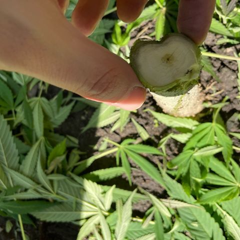 Jimmy growlog timeline photo