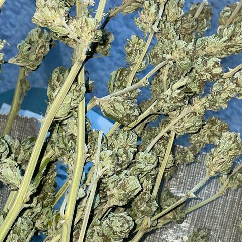 Jimmy growlog timeline photo