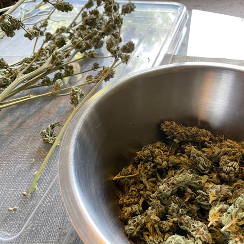 Jimmy growlog timeline photo