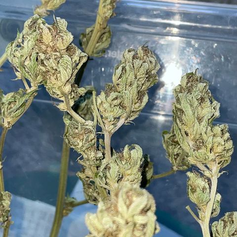 Jimmy growlog timeline photo