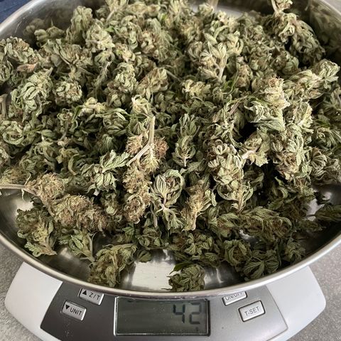 Jimmy growlog timeline photo