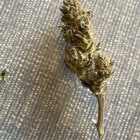 Jimmy growlog timeline photo