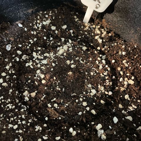 Critical Kush Photo Mainlining 1th Try growlog photo