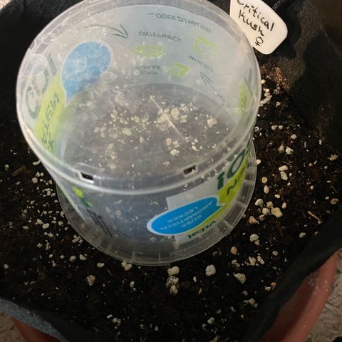 Critical Kush Photo Mainlining 1th Try growlog photo