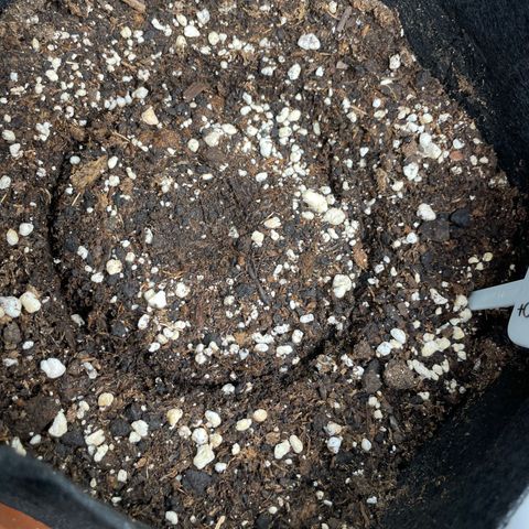 Critical Kush Photo Mainlining 1th Try growlog photo