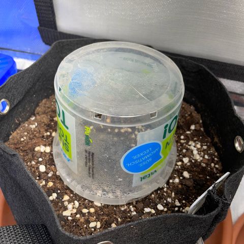 Critical Kush Photo Mainlining 1th Try growlog timeline photo