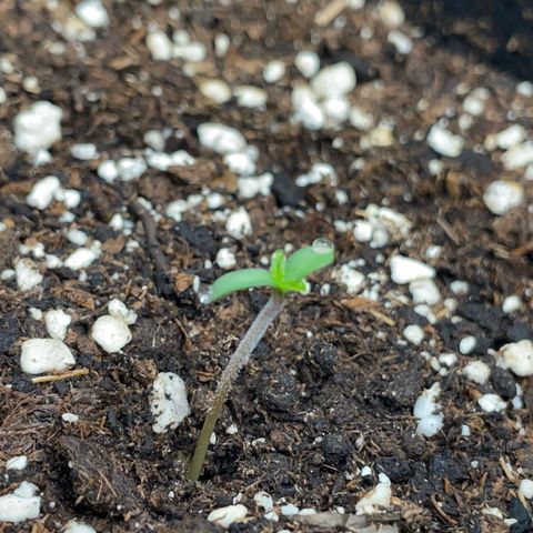 Critical Kush Photo Mainlining 1th Try growlog timeline photo