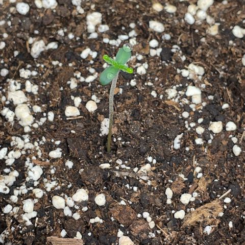 Critical Kush Photo Mainlining 1th Try growlog timeline photo