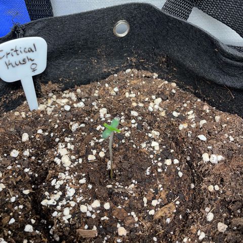 Critical Kush Photo Mainlining 1th Try growlog timeline photo