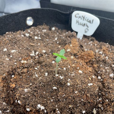 Critical Kush Photo Mainlining 1th Try growlog timeline photo