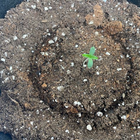 Critical Kush Photo Mainlining 1th Try growlog timeline photo