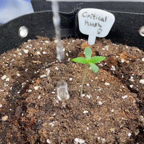 Critical Kush Photo Mainlining 1th Try growlog timeline photo
