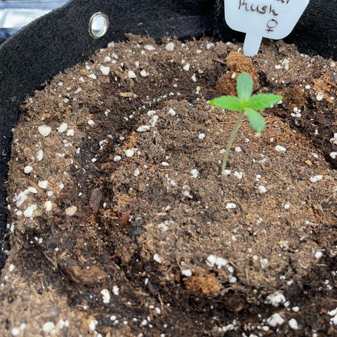 Critical Kush Photo Mainlining 1th Try growlog timeline photo
