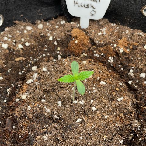 Critical Kush Photo Mainlining 1th Try growlog timeline photo