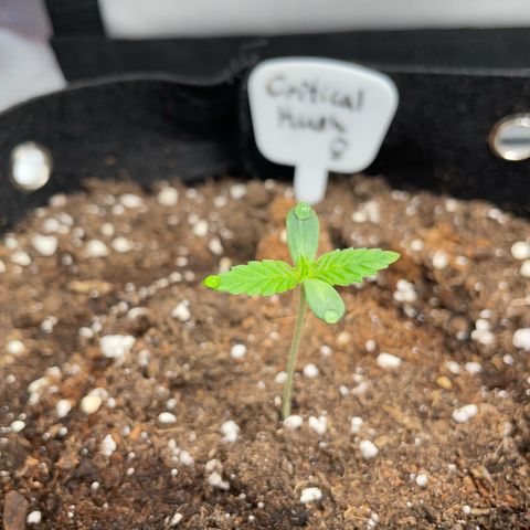 Critical Kush Photo Mainlining 1th Try growlog timeline photo