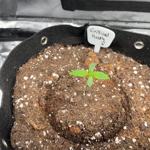 Critical Kush Photo Mainlining 1th Try growlog timeline photo