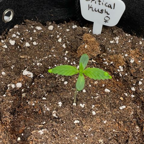 Critical Kush Photo Mainlining 1th Try growlog timeline photo