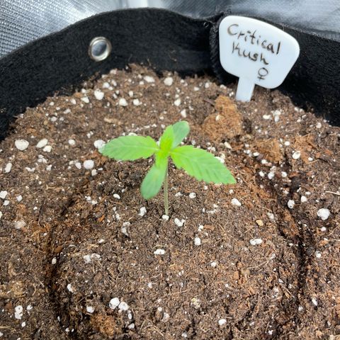 Critical Kush Photo Mainlining 1th Try growlog timeline photo