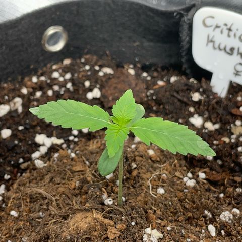 Critical Kush Photo Mainlining 1th Try growlog timeline photo