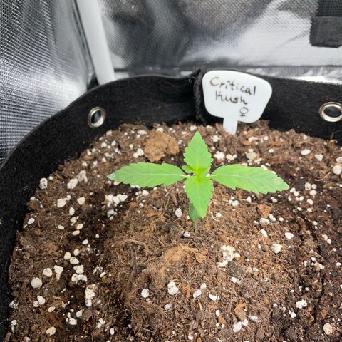 Critical Kush Photo Mainlining 1th Try growlog timeline photo