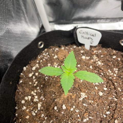 Critical Kush Photo Mainlining 1th Try growlog timeline photo