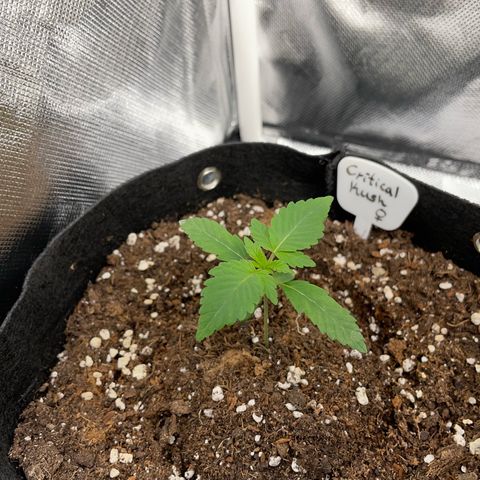Critical Kush Photo Mainlining 1th Try growlog timeline photo
