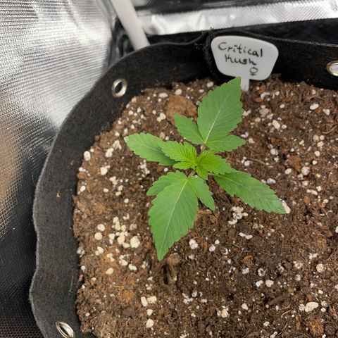 Critical Kush Photo Mainlining 1th Try growlog timeline photo
