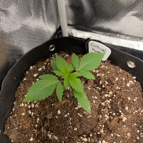 Critical Kush Photo Mainlining 1th Try growlog timeline photo