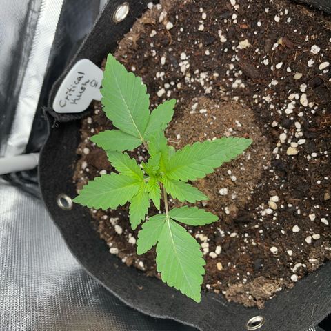 Critical Kush Photo Mainlining 1th Try growlog timeline photo