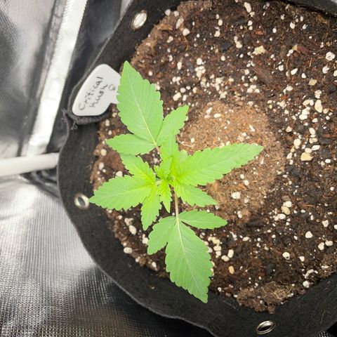 Critical Kush Photo Mainlining 1th Try growlog timeline photo