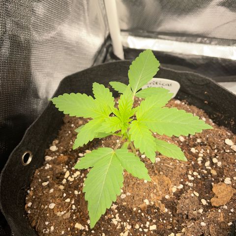 Critical Kush Photo Mainlining 1th Try growlog timeline photo