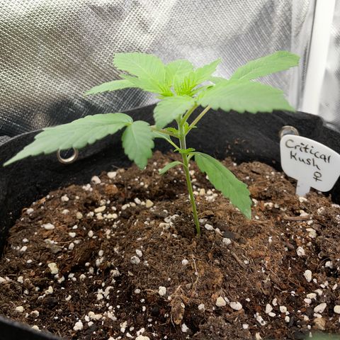 Critical Kush Photo Mainlining 1th Try growlog timeline photo