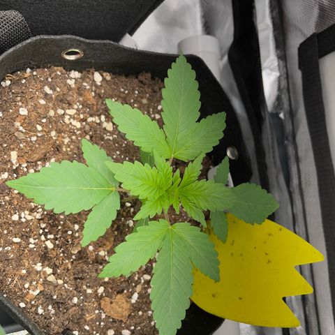 Critical Kush Photo Mainlining 1th Try growlog timeline photo