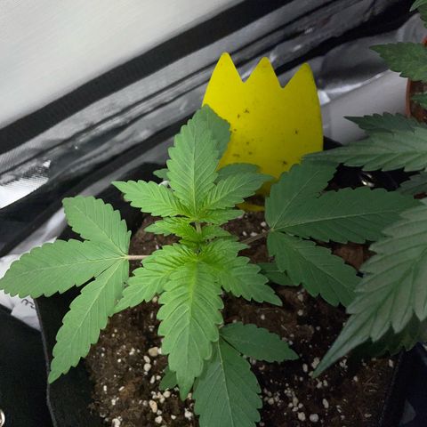 Critical Kush Photo Mainlining 1th Try growlog timeline photo